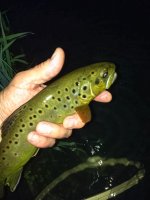IMG_1717.jpeg