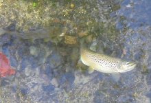 IMG_1826.jpeg