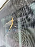 IMG_2527.jpeg