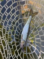 IMG_6982.jpeg