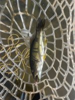 IMG_6975.jpeg