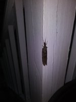 male fishfly.jpg