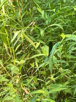 IMG_7122.jpeg