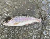 Fingerling rainbow.JPEG