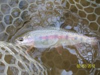 Donegal wild bow (2).JPG