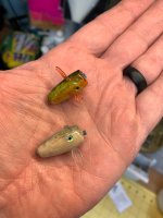 IMG_4575.jpeg