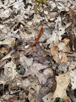 IMG_2497.jpeg