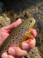 IMG_4118.jpeg