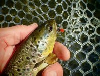 IMG_1900.jpeg