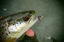 IMG_8513.jpeg