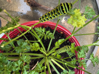Parsley1.png