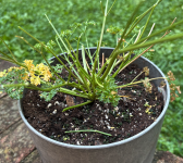 Parsley2.png