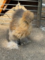IMG_4694.jpeg