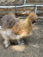 IMG_4696.jpeg