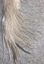 IMG_2513.jpeg