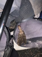 IMG_4782.jpeg