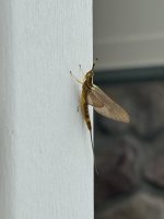 IMG_6782.jpeg