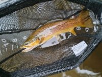 IMG_20260808_061203041_HDR.jpg