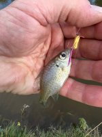 IMG_0214.jpeg