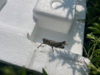 IMG_7780.jpeg
