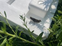 IMG_7779.jpeg