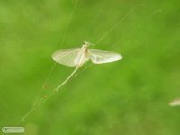 DSCF7386.JPG