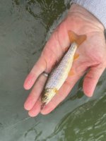 IMG_2478.jpeg
