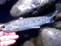 Wallowa 5 14500365_10209179198469142_3665916529313636263_o.jpg