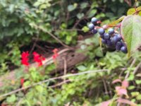 IMG_8239.jpeg