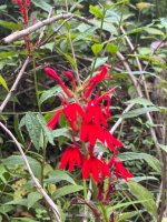 IMG_8242.jpeg