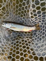 IMG_2879.jpeg