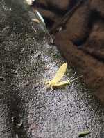 IMG_2719.jpeg