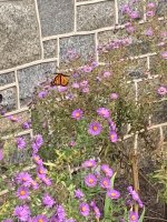 IMG_3084.jpeg
