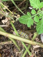 IMG_3088.jpeg