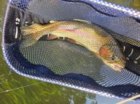 Brown trout.jpg