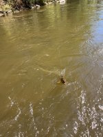 IMG_2974.jpeg