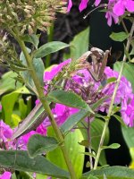 IMG_0355.jpeg