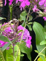 IMG_0354.jpeg