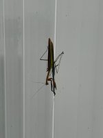 IMG_0351.jpeg