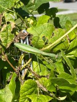 IMG_0252.jpeg