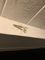 IMG_0800.jpeg
