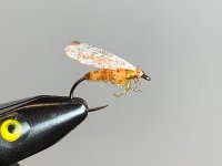 IMG_6726.jpeg