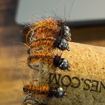 IMG_5853.jpeg