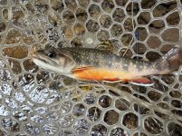 IMG_1007.jpeg