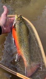 IMG_3226.jpeg