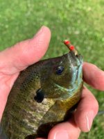 IMG_5668.jpeg
