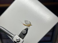 IMG_2042.jpeg