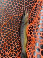 IMG_1503.jpeg