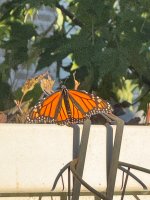 IMG_5289.jpeg