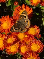 IMG_5313.jpeg